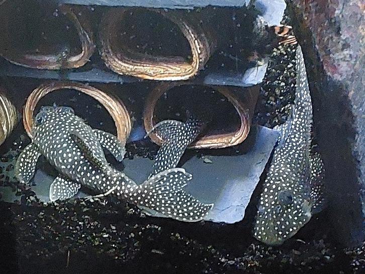 Volwassen L136B (+C) - kweekgroep of individueel, Dieren en Toebehoren, Vissen | Aquariumvissen, Zoetwatervis, Vis