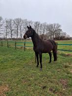 Recreatiepaard/ wandelpaard/ fokmerrie, Dieren en Toebehoren, Merrie, Met stamboom, Zadelmak, 11 jaar of ouder