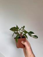 Philodendron red anderson, Ophalen