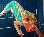 Caméléon furcifer pardalis