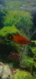 Poisson Molly, Dieren en Toebehoren, Vis