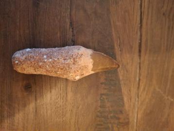 Mossasaurus tand, Enlèvement, Fossile