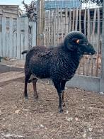 Mooie , goed gebouwde ram, Dieren en Toebehoren
