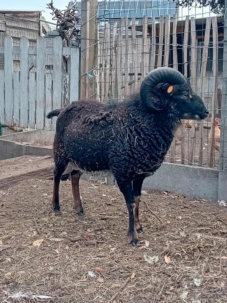 Mooie , goed gebouwde ram, Dieren en Toebehoren, Schapen, Geiten en Varkens