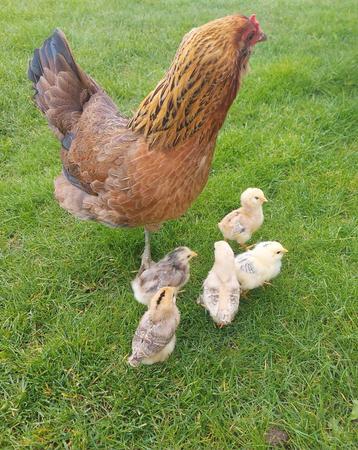 Kloek Araucana avec des poussins