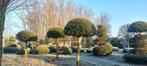 Taxus, Tuin en Terras, Ophalen