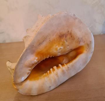 Coquillage de grande dimension en TBE beschikbaar voor biedingen