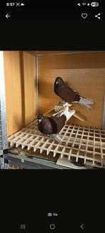 Ik verkoop prachtige Şarabı Takla., Dieren en Toebehoren, Vogels | Duiven