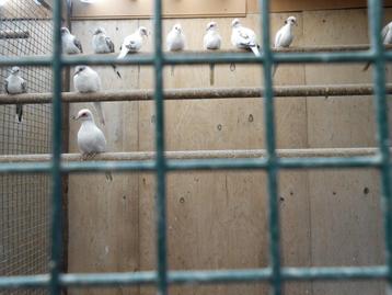 Vogels en toebehoren beschikbaar voor biedingen