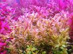 Aquariumplanten, Tuin en Terras, Planten | Tuinplanten, Ophalen of Verzenden