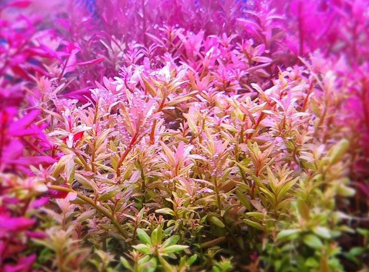 Aquariumplanten, Tuin en Terras, Planten | Tuinplanten, Ophalen of Verzenden