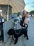 Dierenoppas, Dieren en Toebehoren, Juli