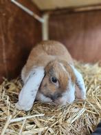 Gecastreerde ram met buitenhok. 1jaar oud, Dieren en Toebehoren