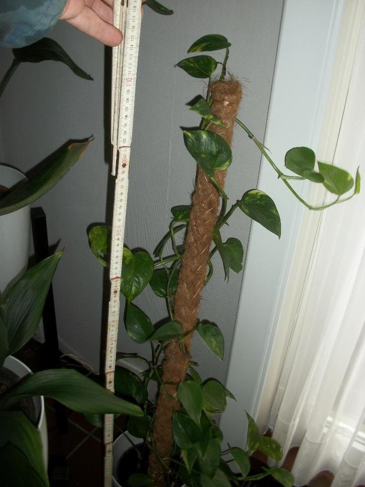 Epipremnum 3 verschillende, Huis en Inrichting, Kamerplanten, Overige soorten, 100 tot 150 cm, Halfschaduw, Ophalen