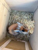 Konijntje met hok zoekt huisje, Dieren en Toebehoren, Konijnen