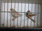 zebravinken, Dieren en Toebehoren, Vogels | Overige Vogels, Meerdere dieren, Tropenvogel, Geringd