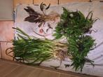 énorme lot de plantes aquarium, Ophalen of Verzenden, Zo goed als nieuw