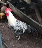 Prachtige Jonge Zilverbrakel haan!, Dieren en Toebehoren, Pluimvee