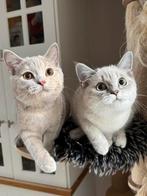 Brits korthaar lilac tortie ( latent) & lilac point, Dieren en Toebehoren, Meerdere dieren, Gechipt, 0 tot 2 jaar