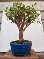 Bonsai, Tuin en Terras, Ophalen