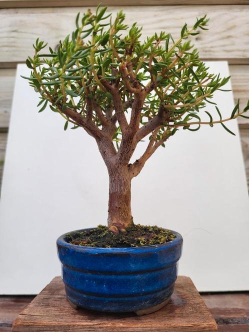 Bonsai, Tuin en Terras, Planten | Bomen, Ophalen