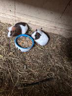 Cavia’s, Domestique, Janvier, Plusieurs animaux, Cobaye