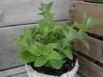 Mentha suaveolens Ananas, Tuin en Terras, Planten | Tuinplanten, Ophalen, Vaste plant, Kruiden, Halfschaduw