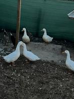 Peking eend, Dieren en Toebehoren, Eend