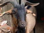 Anglo nubische bok, Dieren en Toebehoren, Schapen, Geiten en Varkens, Mannelijk, Geit, 0 tot 2 jaar