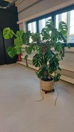 Monstera, Huis en Inrichting, Ophalen, Overige soorten, Bloeiende kamerplant, 150 tot 200 cm