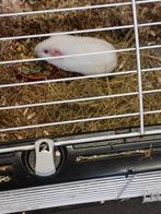 mooie volledig witte cavia, Animaux & Accessoires, Rongeurs, Domestique, Cobaye, Femelle