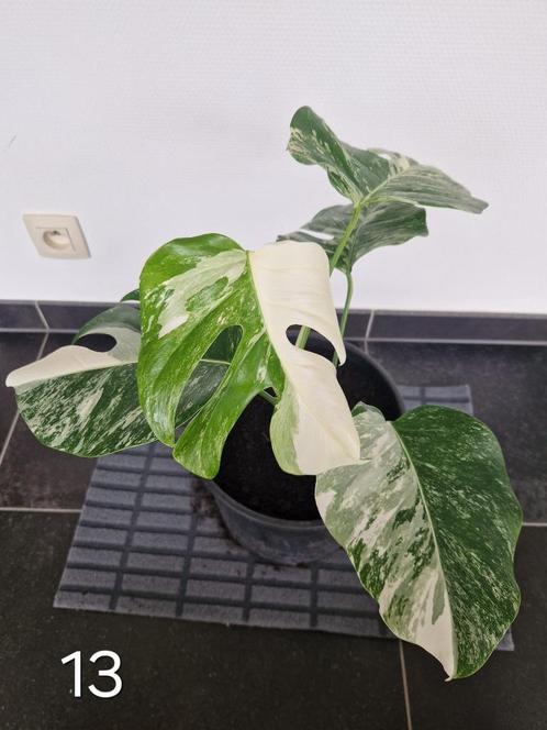 Monstera albo variegata, Huis en Inrichting, Kamerplanten, Overige soorten, Minder dan 100 cm, Groene kamerplant, Halfschaduw