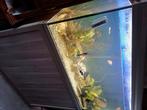 aquarium, Dieren en Toebehoren, Vissen | Aquaria en Toebehoren, Ophalen, Gebruikt, Verlichting of Verwarming