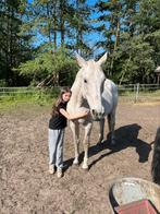 Knappe BWP merrie, Dieren en Toebehoren, Merrie, Gechipt, Niet van toepassing, 170 tot 175 cm
