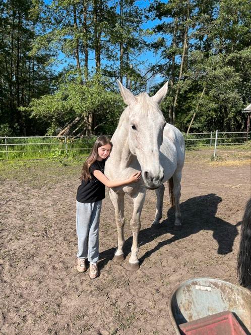 Knappe BWP merrie, Dieren en Toebehoren, Paarden, Merrie, Niet van toepassing, 170 tot 175 cm, 11 jaar of ouder, Recreatiepaard