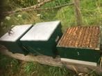 3 simplex bijenkasten met dikke volkeren, Dieren en Toebehoren, Bijen