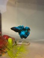 Betta man, Dieren en Toebehoren, Vis, Zoetwatervis
