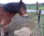 Ardens trekpaard ter adoptie, Merrie, Niet van toepassing, Gechipt, 170 tot 175 cm