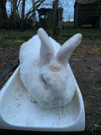 Rammelaar Witte Nieuw Zeelander, Mannelijk, Groot, 0 tot 2 jaar