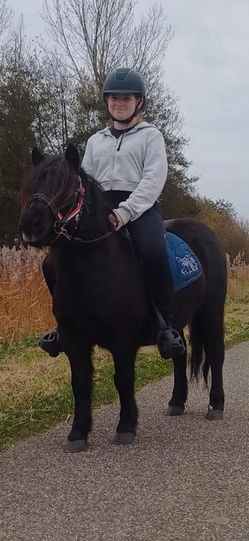 Kinderpony  grote maat Shetlander beschikbaar voor biedingen