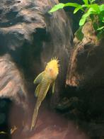 Golden albino ancistrussen 15€