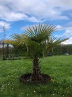 Palmier de Chine Trachicarpus Fortunei, Jardin & Terrasse, Plantes | Arbres, Palmier
