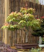 Bonsai Acer Palmatum Katsura/ - 28 jaar oud, Tuin en Terras, Ophalen, Lente