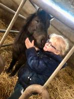 Jonge Shetlander hengst, Dieren en Toebehoren, Hengst, Zadelmak