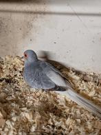 Mooie diamant duifjes