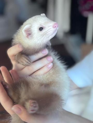 Jeune furet mâle, couleur sable, Avril, Mâle