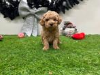 Nestje Cavapoo pups (F2), Dieren en Toebehoren, Honden | Niet-rashonden, Parvo, België, Reu, 8 tot 15 weken