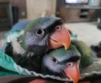 Derbyan parkiet handtam, Dieren en Toebehoren, Vogels | Parkieten en Papegaaien, Parkiet, Geringd