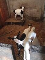 3 melk gijtjes te koop., Dieren en Toebehoren, Schapen, Geiten en Varkens, Vrouwelijk, Geit, 0 tot 2 jaar