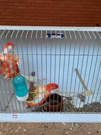 Pennant en prinses, Dieren en Toebehoren, Vogels | Parkieten en Papegaaien